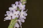 Narrowleaf vervain